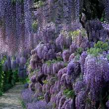 The Seeds Of Maverick SUPSEED 20 Purple Vine Seeds, Suitable For Planting - Beautiful Flower Vines.