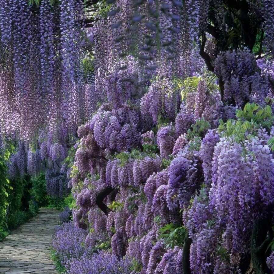 The Seeds Of Maverick SUPSEED 20 Purple Vine Seeds, Suitable For Planting - Beautiful Flower Vines.