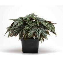 200 Pieces Free Shipping Suitable Multi-Year Perennial Begonia Seedlings Suitable For Indoor Or Outdoor Cultivation - 200 Seeds - View 4