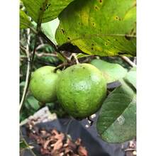 White Guava Seeds, Sweet Melon, Hawa Fruit, Rare Tropical Organic Food