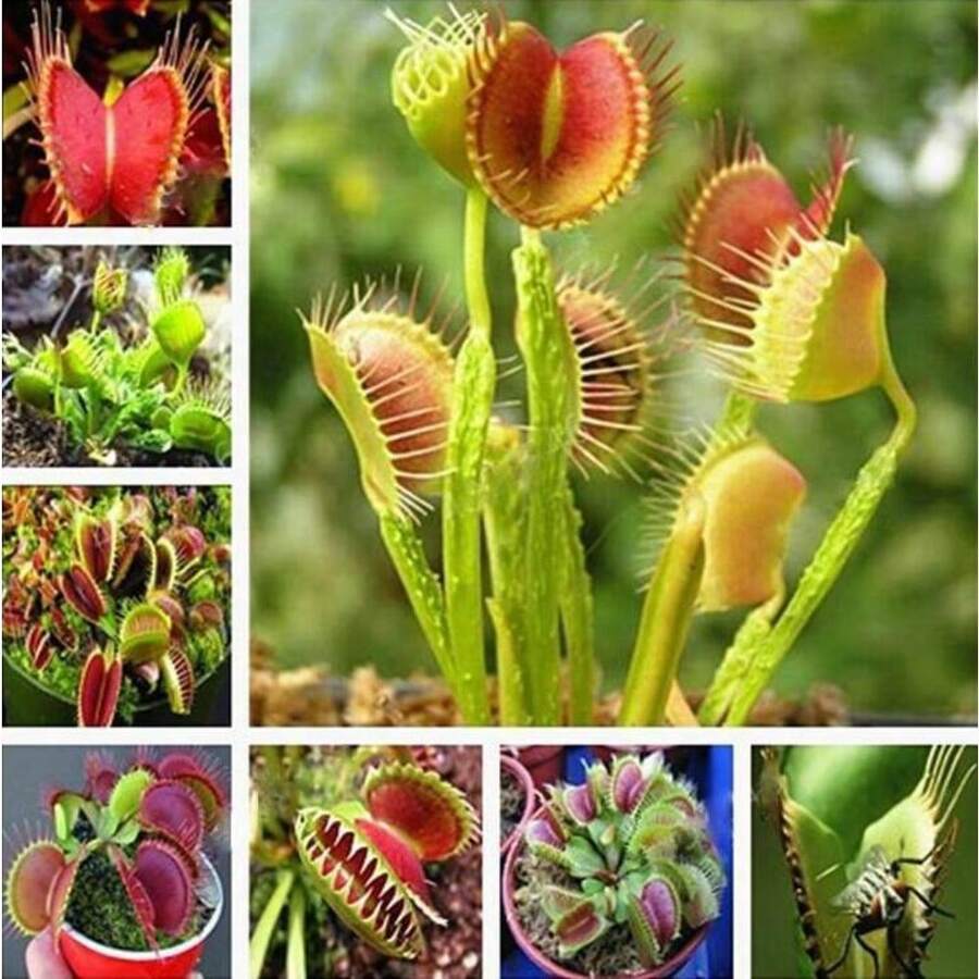 Dionaea Muscipula 100 Pieces Venus Fly Trap Plant Carnivorous Plant Seeds - Variant1 - View 1