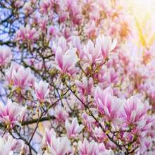 5 SAUCER MAGNOLIA X Soulangeana Denudata & Liliiflora 5 - 10" Pink And White Tulip Tree Seeds