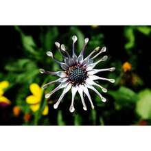 100 Pieces Of Rare Purple Forget-Me-Not Seeds For Planting - 變體1 - 查看 4