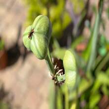 Deep Pink Hue Amaryllis - 20 SEEDS