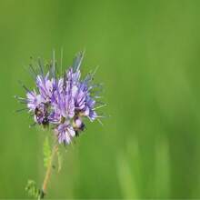 Phacelia Herb Organic Seeds, 250+ Count Phacelia Phacelia Seeds, Home Gardening, High Germination, For Garden And Pot, Phacelia Tanacetifolia