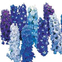 100 Pieces Of Swallowtail Grass Flower Seeds