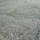 SEED