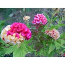 253 Pieces Recommended Red/Yellow Two-Tone Brain-Shaped Pomegranate Seeds