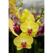 New 110 Pieces Phalaenopsis Orchid Flower Seeds Black Generic