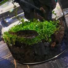 黑色火山岩土壤添加剂，适用于仙人掌和多肉植物，不含染料或化学物质，100%纯火山岩表层覆盖物，红色火山岩装饰石