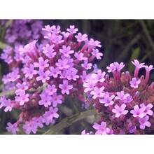 189pcs Recommended Buenos Aires Purple  Flower Seeds - 189 - 查看 2