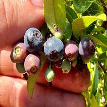 Evergreen Huckleberry Seeds - Vaccinium Ovatum - Delicious, Sweet, And Perennial