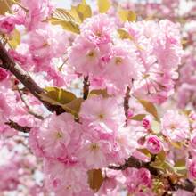 50pcs Rare Double Pink Cherry Blossom Tree Heirloom Garden Se Plants Live   Vegetable Seeds Seeds Hosta Plants Live Plants Plants Gardening Flower Seeds Plant Flowers For Outside Semillas De Flores Para Sembrar Gardening  All  Live Plants Not Seeds Live Plants  Plants For Outside Mosquito Repellent Outdoor Garden Perennial Plants Seeds For Planting Live Plants  Not Seeds Perennial Flower Seeds Plant Seeds