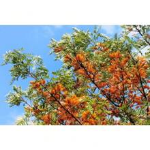 35 Silk Oak Orange Flowers Southern Silver Oak Grevillea Robusta Seeds