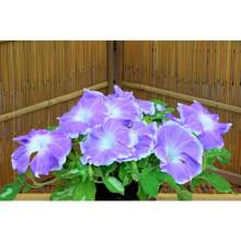 250 Pezzi Misti Di Semi Di Campanula Giapponese, Piante Di Ipomoea, Semi Di Verdure, Piante Di Hosta, Piante Vive, Piante Da Giardino, Semi Di Fiori Per Esterni, Semi Di Fiori Da Piantare, Tutte Piante Vive, No Semi, Piante Vive In , Protezione Antizanzare Per Il Giardino, Piante Perenni Per Esterni