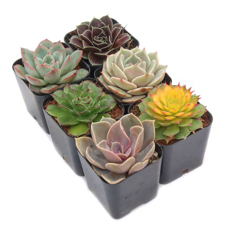 Plant Set (4-12 Plants) - 2 Inch Rose-Shaped Succulent Plants Survive In A Pot 606, Fruitful Selection Of Seeds, High Germination Rate - 6 件裝 - 查看 1