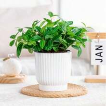 1 件白色花园花盆，室内植物自动浇水花盆，适合所有室内植物、花卉、非洲紫罗兰，非常适合房间装饰、家居装饰、卧室装饰和花园装饰 - 彩色 - 查看 4