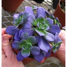 150pcs Mixed Rare Succulent Seeds, Mult-Color Indoor/Outdoor Plant