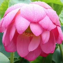 The Seeds Of Maverick SUPSEED 40 Mixed Colors Pot Lotus Seeds - Strange Water Chestnut Plant Seeds, Suitable For Pond Decoration And Home Gardening