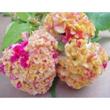 253 Pieces Recommended Red/Yellow Two-Tone Brain-Shaped Pomegranate Seeds