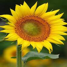 Gift 500 Pieces 50 Sunflower Seeds Sunflower Procut Lite White Cut Flower Seeds Helianthus Seeds F1 Hybrid - 變體1 - 查看 3