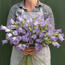 Campanula Medium Champion Lavender Seeds - Blooming Season - Attracts Pollinators - Low Maintenance - Plants In Spring/Summer 8060b - 種子 - 查看 2