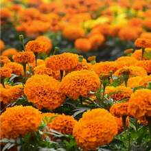 500 Pieces Of Seeds Patula Ringlet Garden Flower Seed Mix Planting One-Year - 種子 - 查看 2