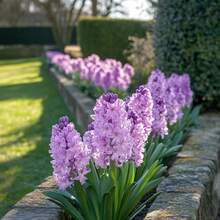 200 Seeds Mixed Color Hyacinth Flower SeedsFragrant Spring BloomsIndoor Outdoor Bulb Flowers - 200 Seeds - View 4