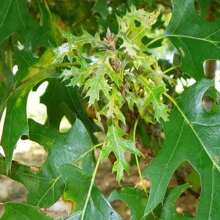 Scarlet Oak Tree Seedling (Quercus Coccinea) Cuckoo Clock Leaf Deep Woods Seed Acorn Deep Red Color Fall Forest Look PRE  April 29th - 種子 - 查看 3