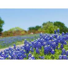 180pcs Bluebell Seeds - 180 - View 1