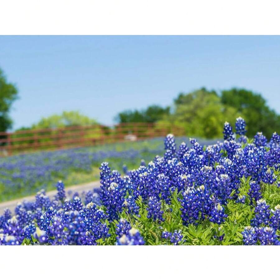 180pcs Bluebell Seeds - 180 - View 1