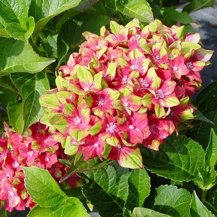 100 Pieces Pistachio, Hydrangea Seeds, Light Privacy Screen, Eye-Catching Flowering Trees, Suitable For Potted Plants, Soil Bonsai, Low Maintenance Plants,   Of Vegetable Seeds, Hosta Plants, Garden Flower Seeds, Plants For Outdoors, Semillas De Flores Para Sembrar Garden , All  Plants For Outdoors, Mosquito Protection, Garden Plant Seeds For Planting, Perennial Flower Seeds, Plant Seeds