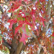 Scarlet Oak Tree Seedling (Quercus Coccinea) Cuckoo Clock Leaf Deep Woods Seed Acorn Deep Red Color Fall Forest Look PRE  April 29th - 種子 - 查看 1