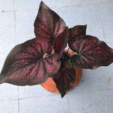 Kaladie Caladium Castle 100 Seeds - Variante 1 - Ver 3