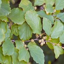 15 Witch Hazel Hamamelis Virginiana Seeds - SEED - View 1