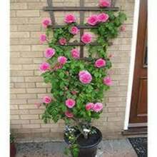 Climbing Fuchsia Roses - Choose The Color- 20 Seeds -Code381