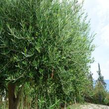 10 CANINO OLIVE TREE Olea Europaea Canino Essbare European Joint Green Black Fruit Seeds