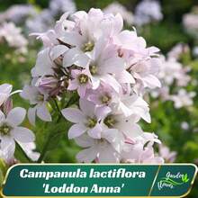 Campanula Lactiflora 'Loddon Anna' - Perennial - Bellflower - Cold Resistant - Clumping - Easy To Grow - Planting In Spring/Fall 8057 - SEED - View 9