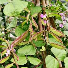 Pflanzen Blumen Herbst und Winter Küchen Topf Aromatherapie Gar Pflanzen lebend Ausverkauf Gemüsesamen Hosta Pflanzen lebende Pflanzen Gartenblumen Samen Pflanzen Blumen für draußen semillas de flores para sembrar Gartenlebensmittel Ausverkauf alle Ausverkauf lebende Pflanzen keine Samen lebende Pflanzen Ausverkauf Pflanzen für draußen Mückenschutz Outdoor Garten mehrjährige Pflanzen Samen zum Pflanzen lebende Pflanzen Ausverkauf keine Samen mehrjährige Blumensamen Pflanzensamen