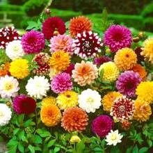 500 Dahlia Seeds Dahlia Sweet Potato Flower Seeds Balcony Garden Park Pot Flowers Plants Live  Vegetable Seeds Hosta Plants Garden Flower Seeds Plants For Outdoor Semillas De Flores Para Sembrar Garden  All  Plants For Outdoor Mosquito Protection Outdoor Garden Plants Seeds For Planting Perennial Flower Seeds Plant Seeds - 500PCS - 查看 2