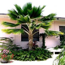 100pcs Seeds Fiji Fan Palm Tree Seeds Pritchardia Pacifica Fast Growing Tropical Plant - Variant1 - View 2