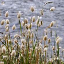 Lagurus Ovatus - 100 Seeds - Everlasting - Soft And Fluffy -