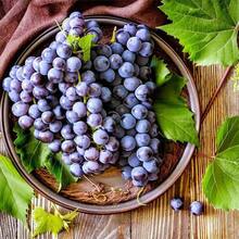 50+ Non-GMO Grape Seeds For Planting, Sweet And Fruity Variety, Fast Climbing Leaves, Home Garden Heirloom Seeds