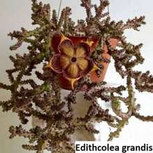 Edithcolea Grandis (Kenya) / 5 Seeds