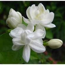 Climbing Jasmine Flowers, Garden Decoration For Outdoor, Flower Plants Suitable For Plant Lovers As A Gift From Nature - 50粒/粒種子 - 查看 4