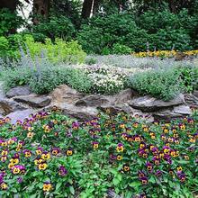 5000 Seeds Perennial Viola Johnny Jump Up Flower Seeds For Planting - 20000 - View 4