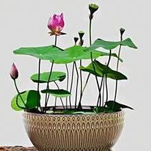 The Seeds Of Maverick SUPSEED 40 Mixed Colors Pot Lotus Seeds - Strange Water Chestnut Plant Seeds, Suitable For Pond Decoration And Home Gardening