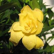 100 Pieces Mixed Seeds Gardenia Fragrant Flower Exotic Garden Plant House Plant USA Seller - 變體1 - 查看 3