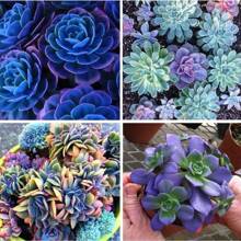150pcs Mixed Rare Succulent Seeds, Mult-Color Indoor/Outdoor Plant