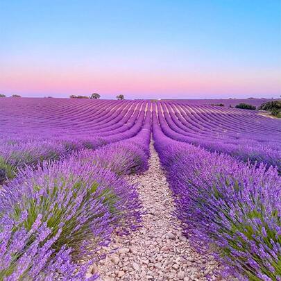 10000+Perennial Lavender Flower Seeds For Planting-Annual Lav Plants Live   Vegetable Seeds Seeds Hosta Plants Live Plants Plants Gardening Flower Seeds Plant Flowers For Outside Semillas De Flores Para Sembrar Gardening  All  Live Plants Not Seeds Live Plants  Plants For Outside Mosquito Repellent Outdoor Garden Perennial Plants Seeds For Planting Live Plants  Not Seeds Perennial Flower Seeds Plant Seeds